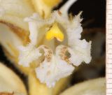 Image of taxon representative. Author is Александр Фатерыга