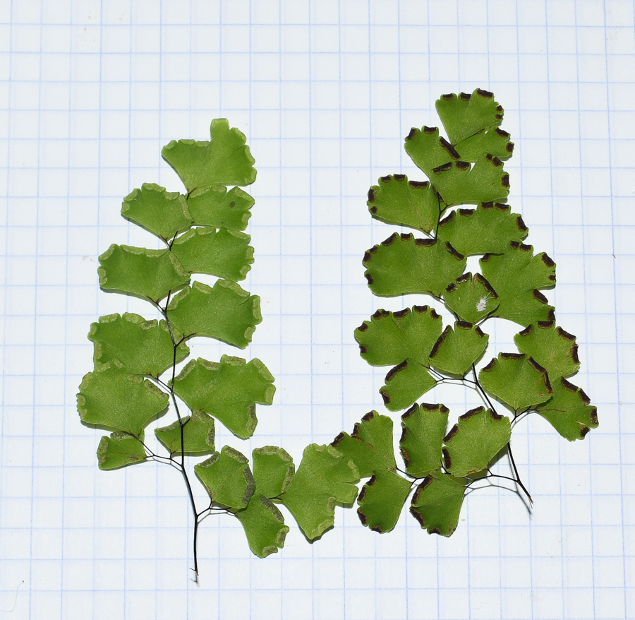 Image of Adiantum capillus-veneris specimen.