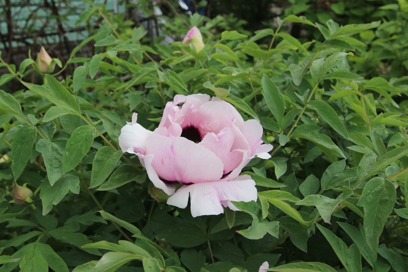 Image of Paeonia suffruticosa specimen.