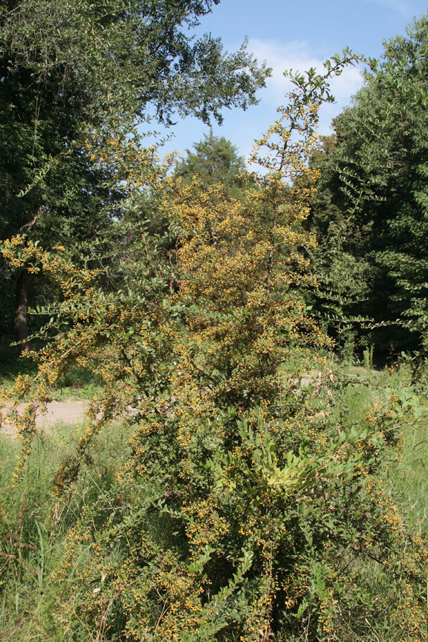 Изображение особи Pyracantha crenulata.