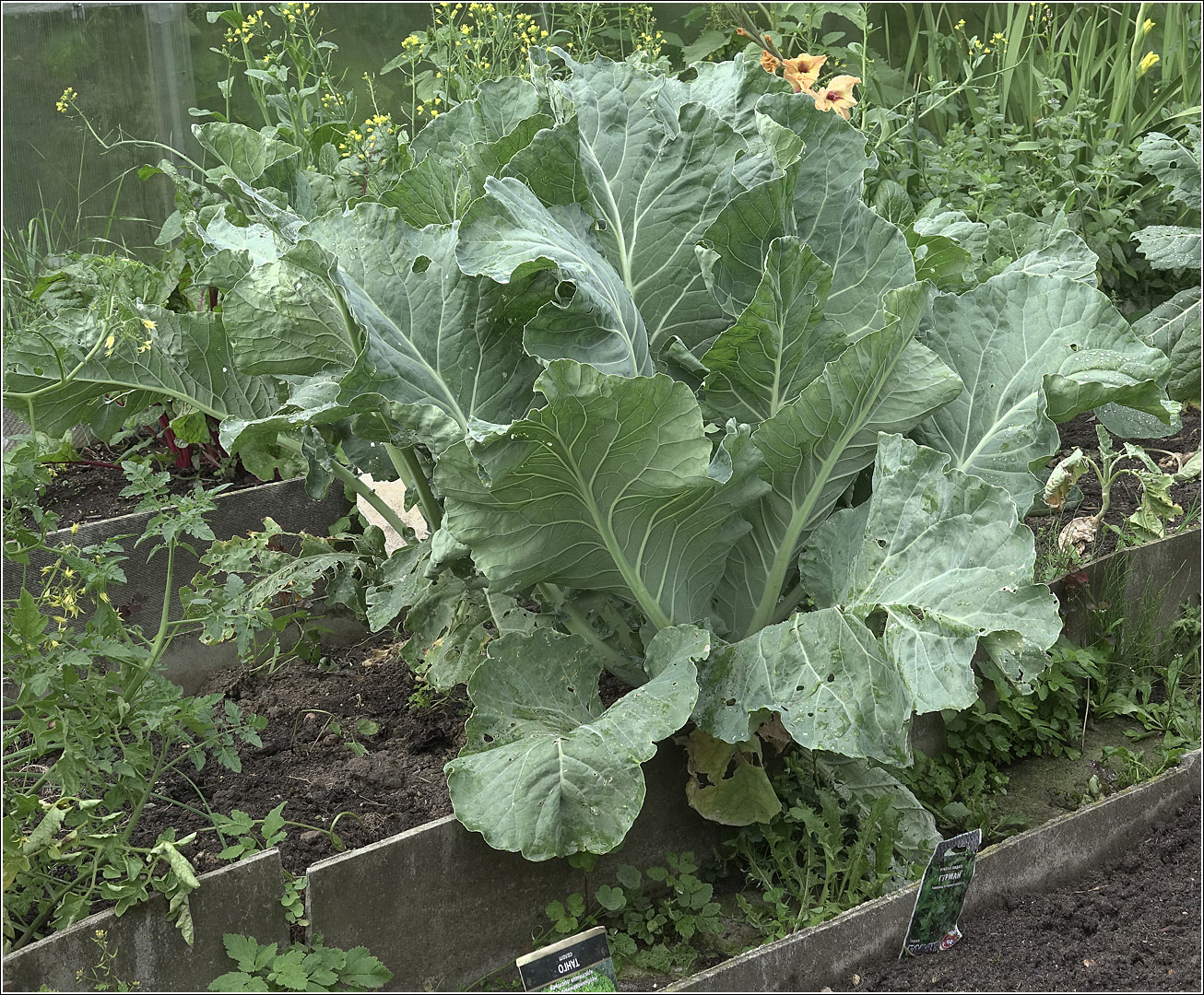 Изображение особи Brassica oleracea var. botrytis.