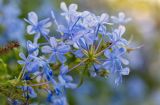 Plumbago auriculata