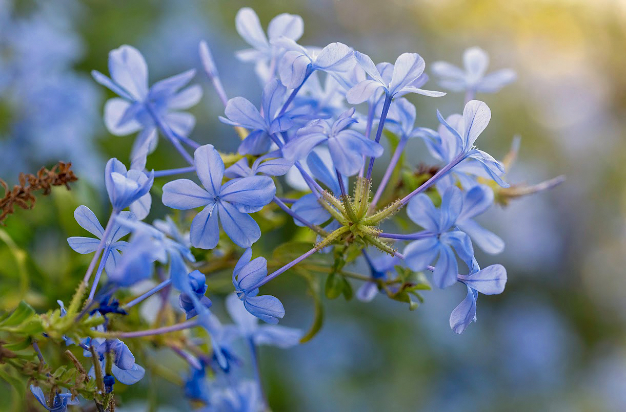 Image of Plumbago auriculata specimen.