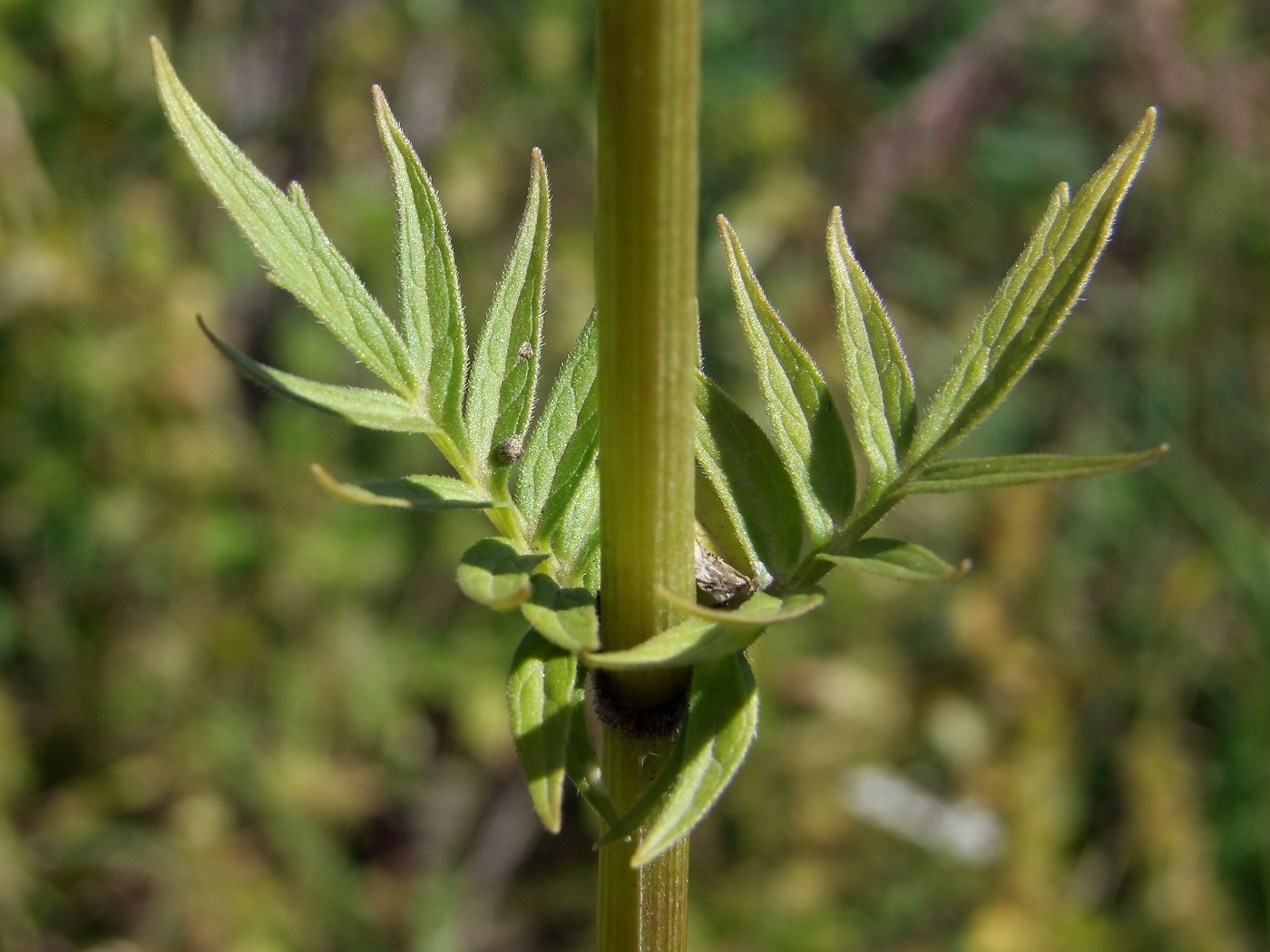 Изображение особи Valeriana transjenisensis.