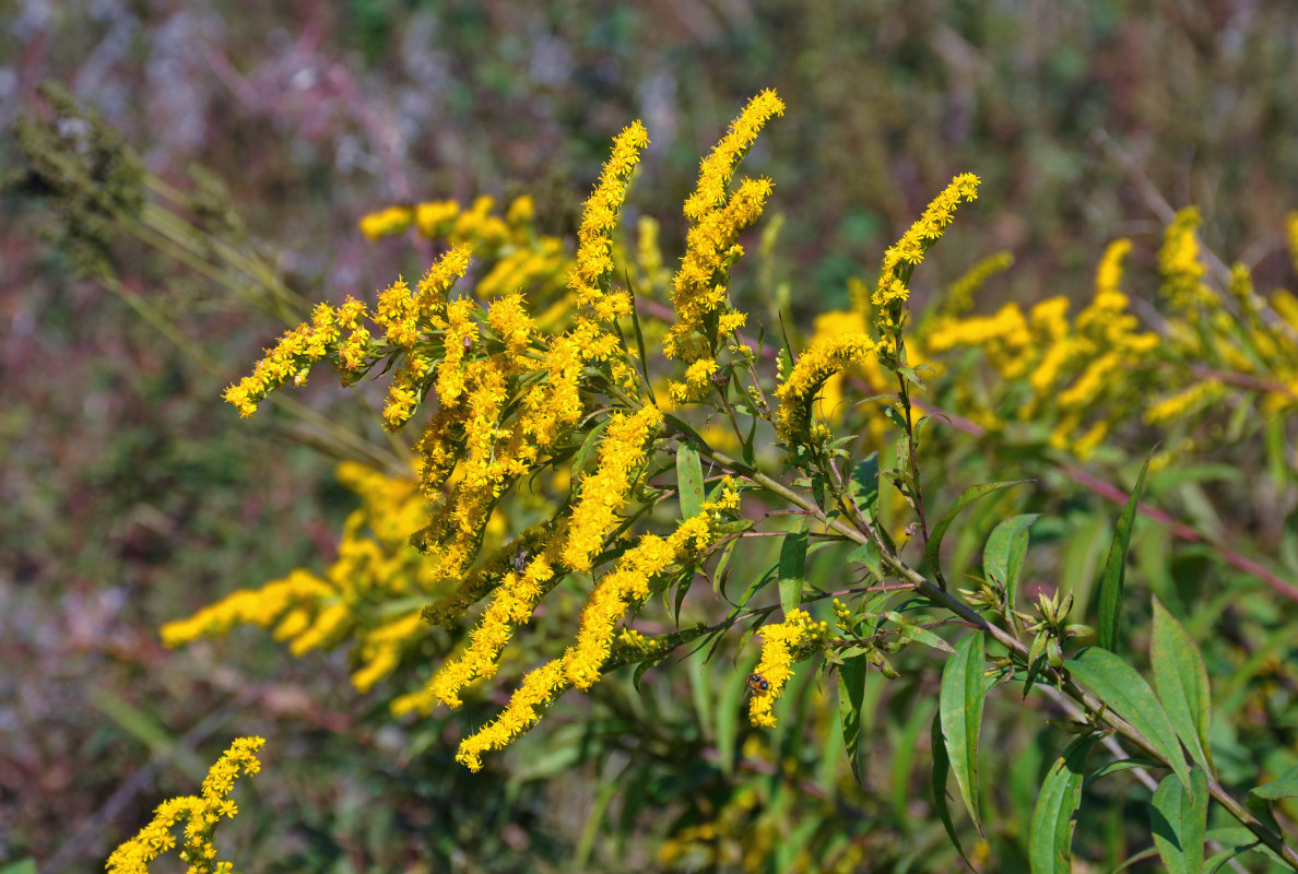 Изображение особи Solidago canadensis.