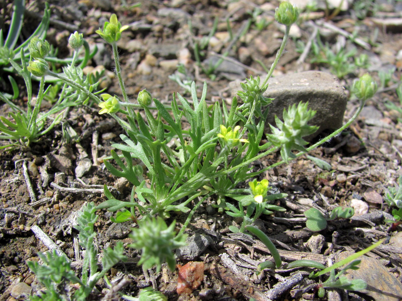 Изображение особи Ceratocephala orthoceras.