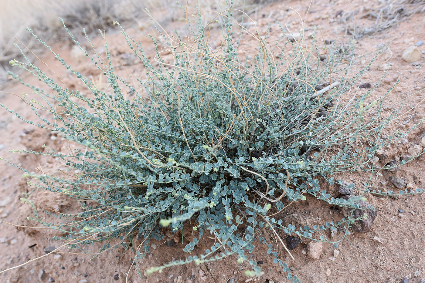 Image of Andrachne rotundifolia specimen.