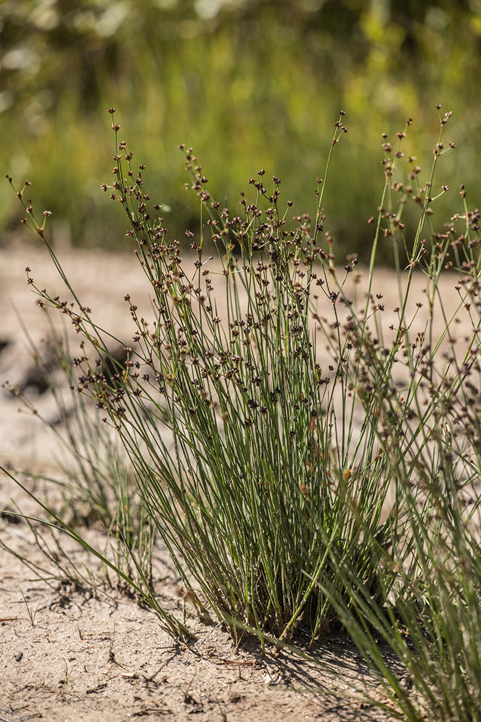 Image of Juncus alpino-articulatus specimen.