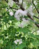 Thalictrum aquilegiifolium