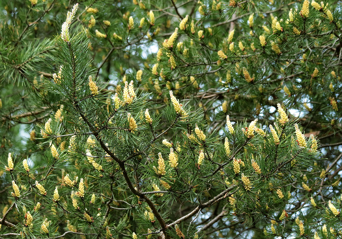 Image of Pinus sylvestris specimen.