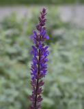 Salvia nemorosa