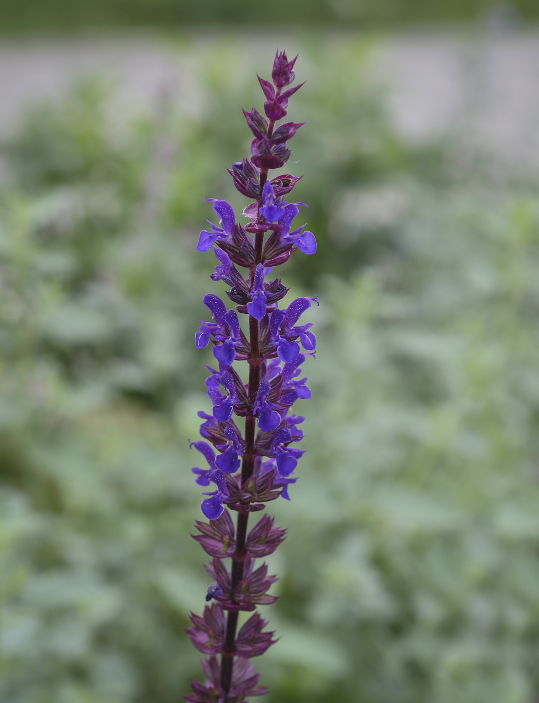 Изображение особи Salvia nemorosa.