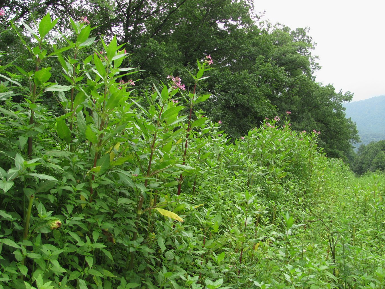 Image of Impatiens glandulifera specimen.