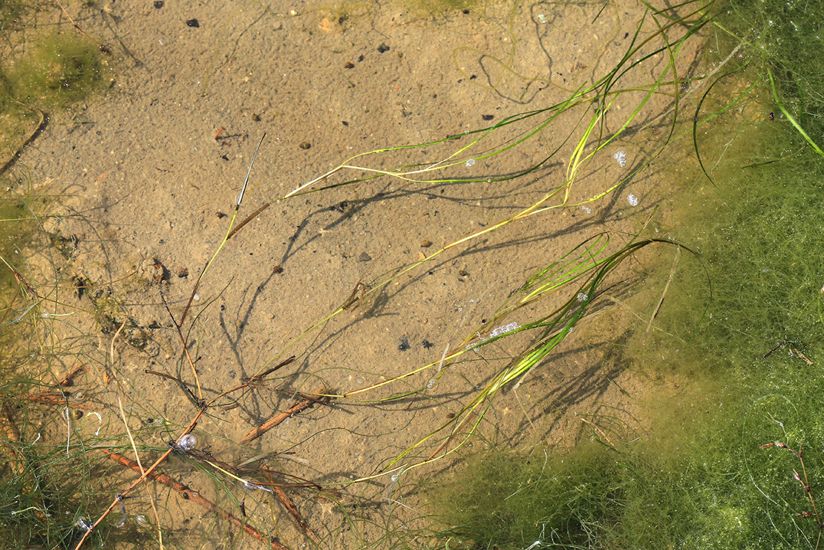 Изображение особи Zostera japonica.