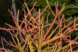Euphorbia tirucalli