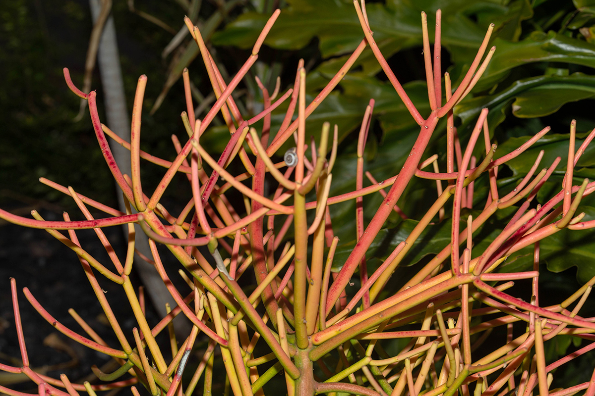 Изображение особи Euphorbia tirucalli.