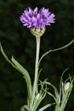 род Centaurea