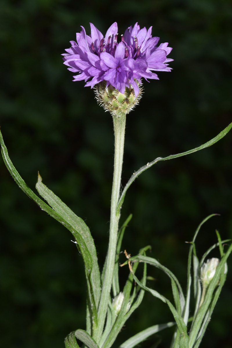 Изображение особи род Centaurea.