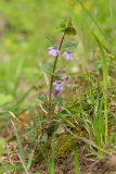 Glechoma hederacea. Цветущее растение. Краснодарский край, Крымский р-н, окр. станицы Неберджаевская, ур. Глубокий Яр, буково-дубово-грабовый лес, у ручья. 24.04.2022.