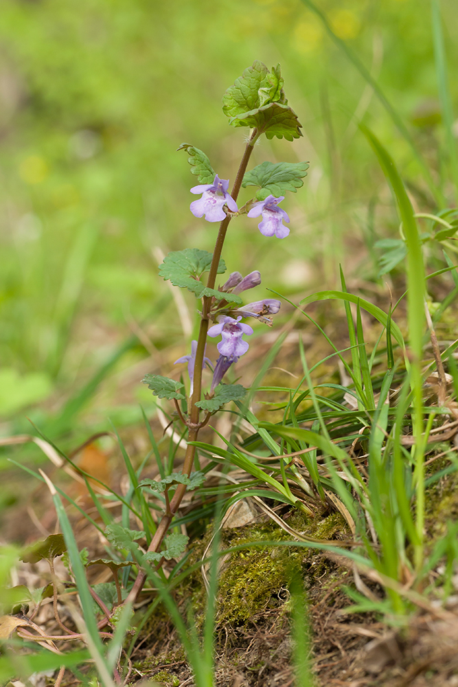 Image of Glechoma hederacea specimen.