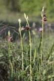 Ophrys oestrifera