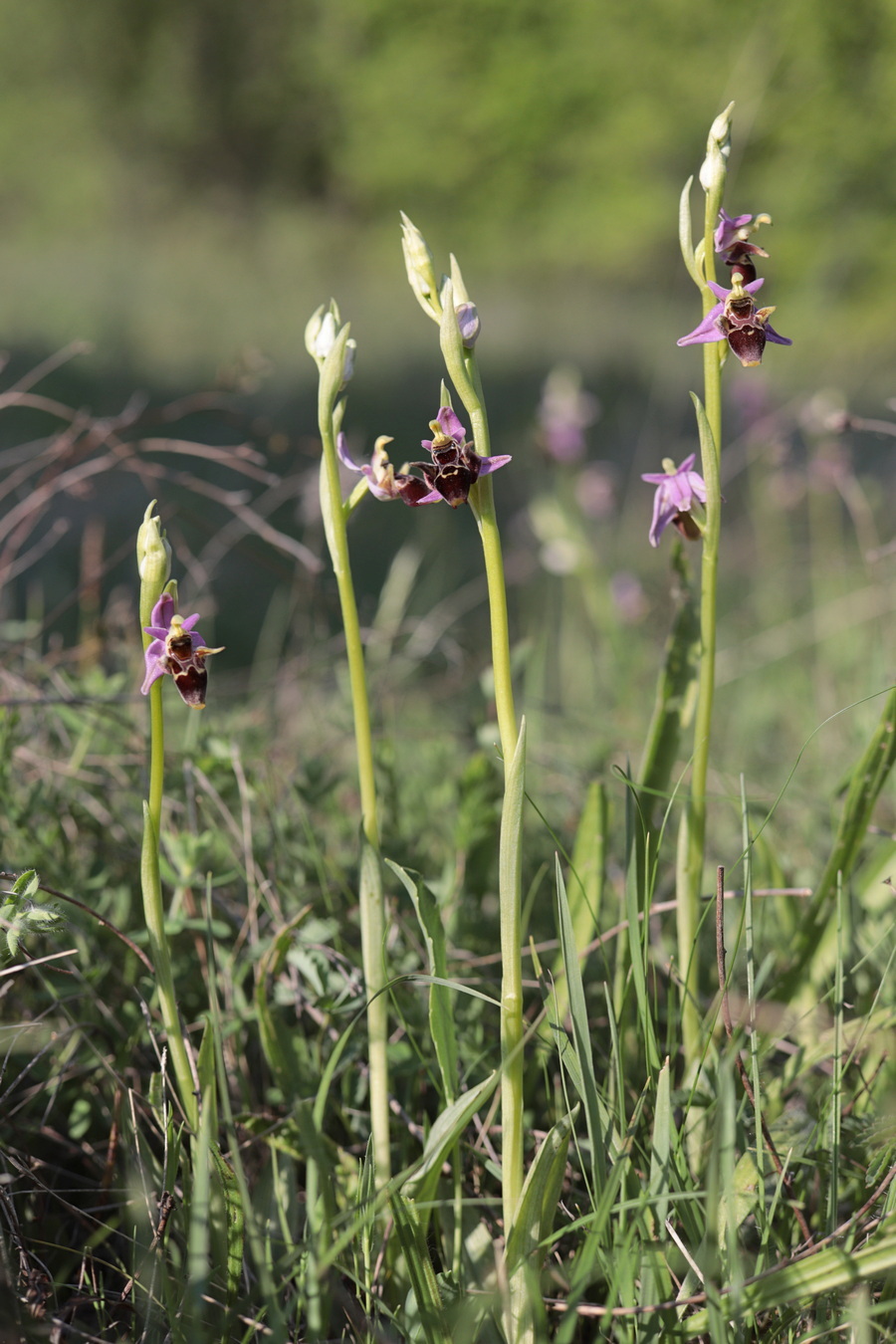 Изображение особи Ophrys oestrifera.