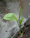 Plantago maxima