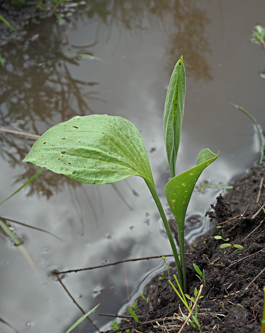 Image of Plantago maxima specimen.