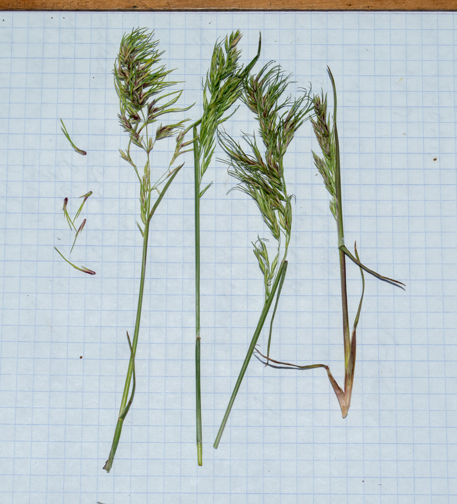 Image of Poa bulbosa specimen.