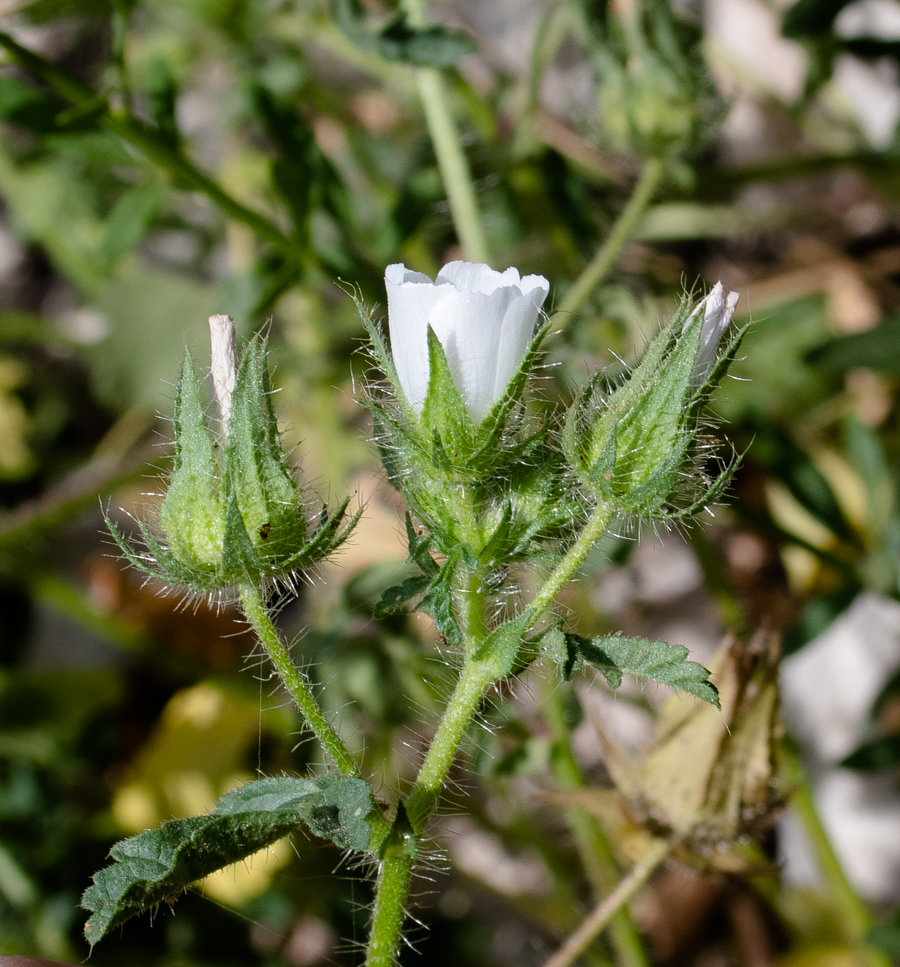 Image of Malva setigera specimen.