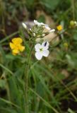 Hesperis voronovii