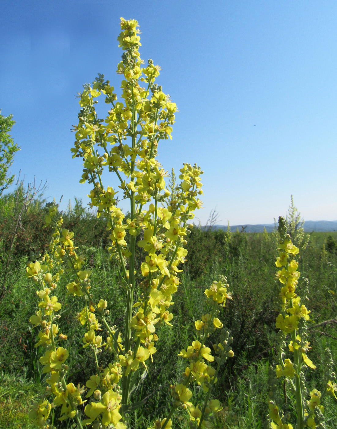 Image of Verbascum lychnitis specimen.