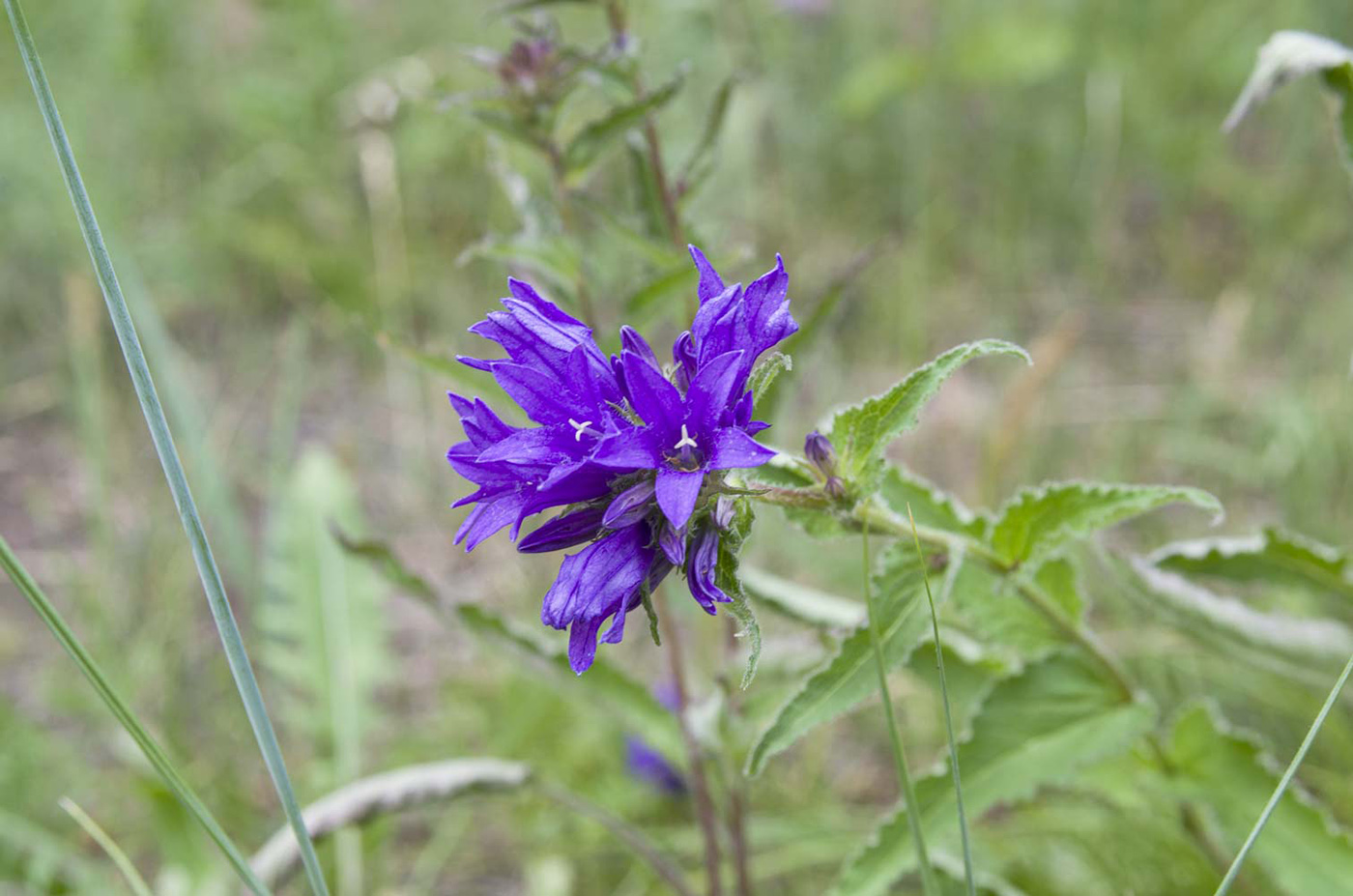 Изображение особи Campanula glomerata.