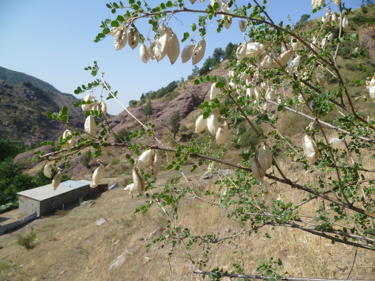 Image of Colutea paulsenii specimen.