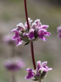 Phlomoides brachystegia