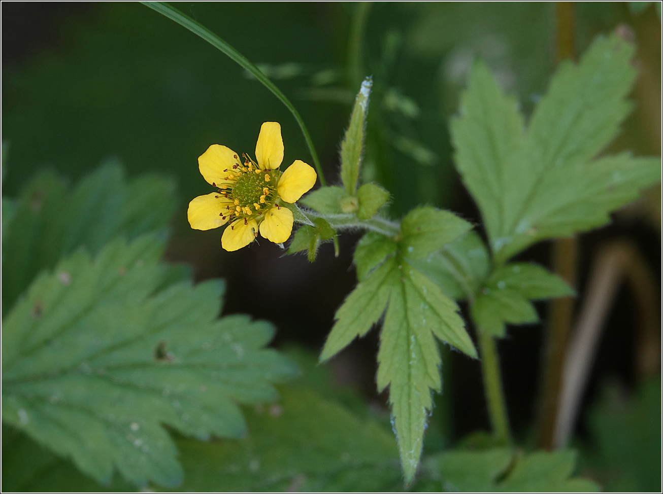 Изображение особи Geum urbanum.