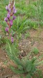 Oxytropis myriophylla