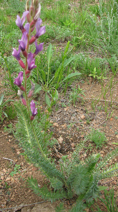 Изображение особи Oxytropis myriophylla.