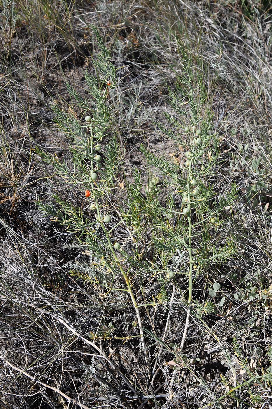 Изображение особи Asparagus brachyphyllus.