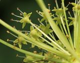 Image of taxon representative. Author is Вера Волкотруб