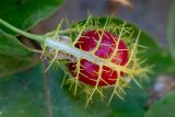 Passiflora foetida. Верхушка побега со спелым плодом. Израиль, г. Бат-Ям, на спуске к морю. 21.09.2022.