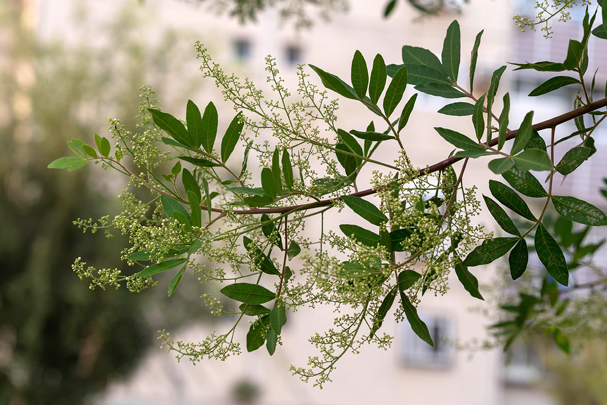 Изображение особи Schinus terebinthifolia.