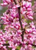 Cercis canadensis