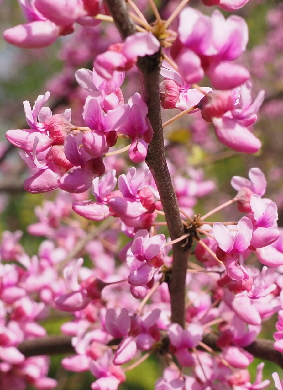 Image of Cercis canadensis specimen.