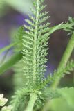 Achillea millefolium. Лист. Республика Ингушетия, Джейрахский р-н, подножие башенного комплекса Бархане. 22 июня 2022 г.