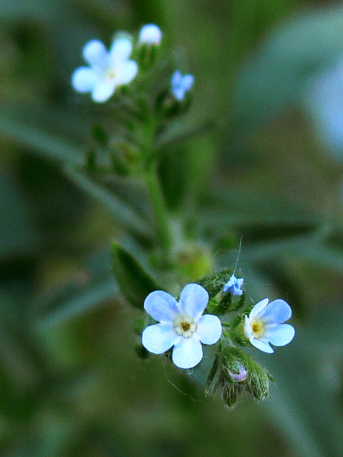 Изображение особи Lappula squarrosa.