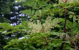 Aralia elata. Верхушка побега с соцветием. Курильские о-ва, о-в Кунашир, склон вулкана Головнина, ≈ 400 м н.у.м., заросли Sasa на опушке хвойного леса. 20.08.2022.