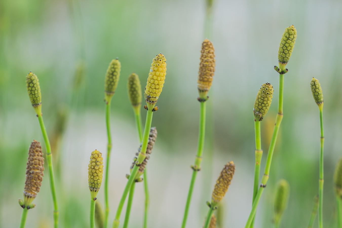 Изображение особи Equisetum ramosissimum.