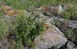 Cotoneaster meyeri. Цветущее растение. Армения, обл. Гегаркуник, берег оз. Севан, окр. с. Норашен, ≈ 1900 м н.у.м., каменистый участок берега. 21.06.2022.