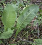 Inula helenium. Прикорневые листья. Москва, ГБС, экспозиция растений природной флоры России. 15.09.2022.